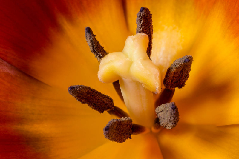 Tulip