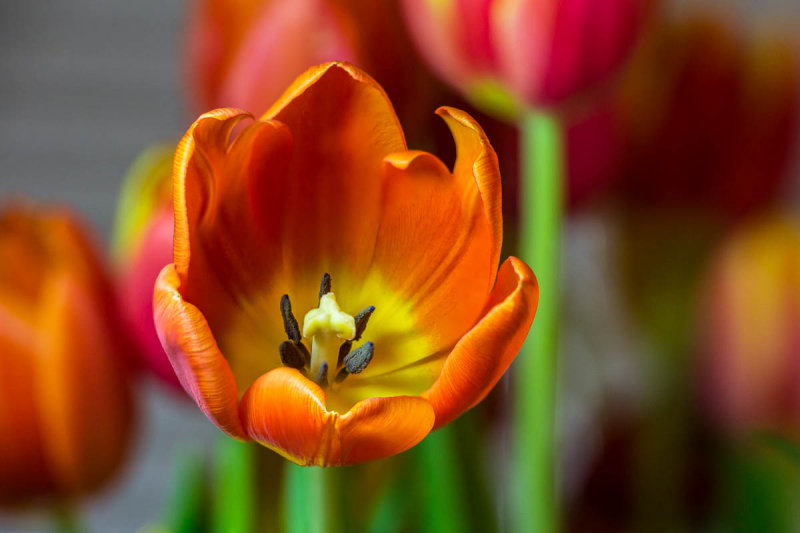 Tulip