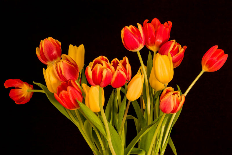 Tulips