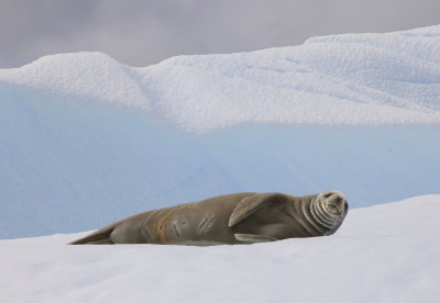 Antarctic-Petermann  