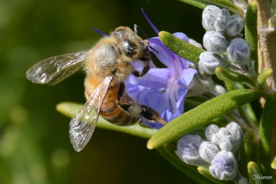 HoneyBee in Rosemary