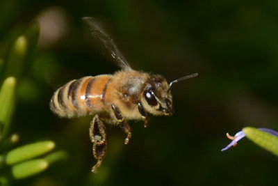 HoneyBee flight
