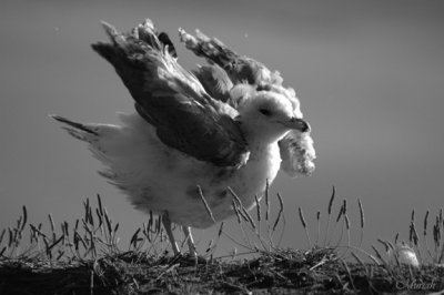 ahhh (bw)