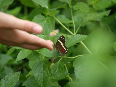 Butterflies