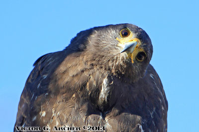 - Birding Mile Square Park