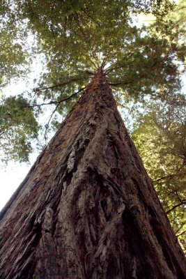 Giant Redwood, over 1000 yeard old