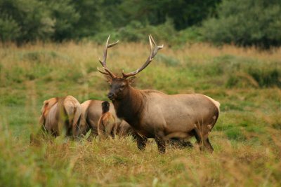 Northern California Elk