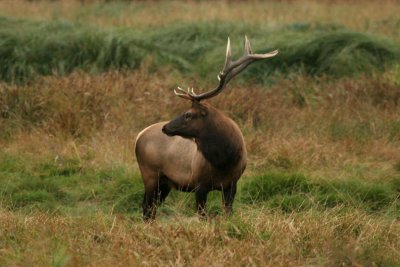 Northern California Elk