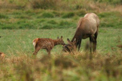Elk Mother & Fawn