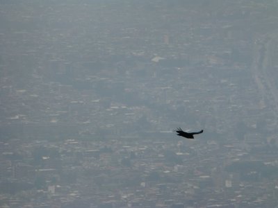 Bird of prey over Bogot