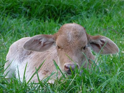 4 day old calf