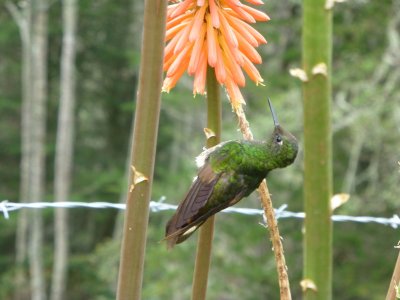Valle de Cocora hike - hummingbird