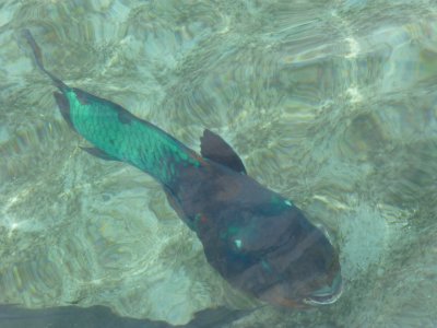 Green ugly fish