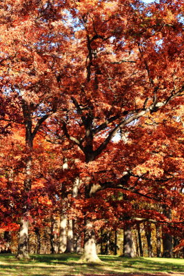 Morton Arboretum, Lisle, IL - fall colors 2012