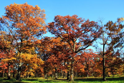 Morton Arboretum, Lisle, IL - fall colors 2012