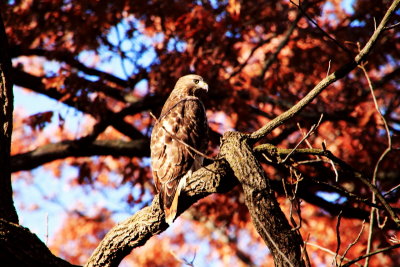 Morton Arboretum, Lisle, IL - fall colors 2012 - American Eagle
