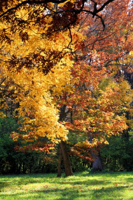 Morton Arboretum, Lisle, IL - fall colors 2012