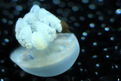 Shedd Aquarium, Chicago, IL - Jellies 2012 - Blue Blubber Jellyfish