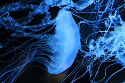 Shedd Aquarium, Chicago, IL - Jellies 2012, jellyfish