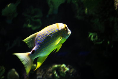 g2/30/52730/3/147660686.1TMjfcoy.jpg