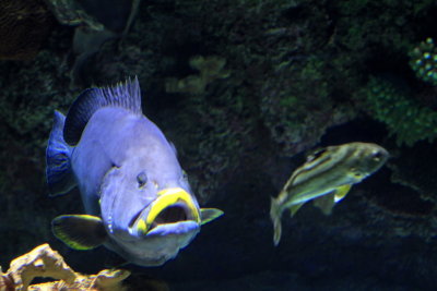 g2/30/52730/3/147660687.UdVvFyDB.jpg
