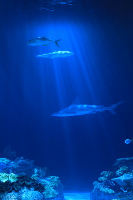 Shedd Aquarium, Chicago, IL - Wild Reef Shark