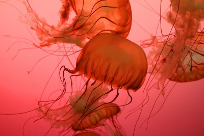 Shedd Aquarium, Chicago, IL - Jellies 2012 - Sea Nettle Jellyfish