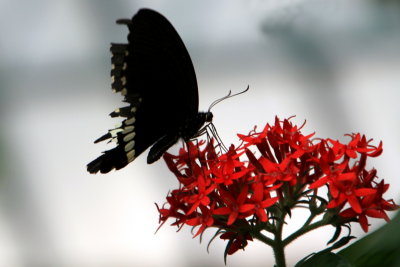 Butterfly Park, Bannerghatta National Park, Karnataka