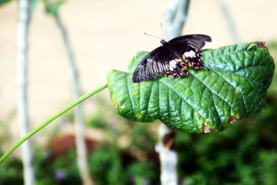 Butterfly Park, Bannerghatta National Park, Karnataka