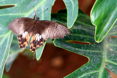 Butterfly Park, Bannerghatta National Park, Karnataka