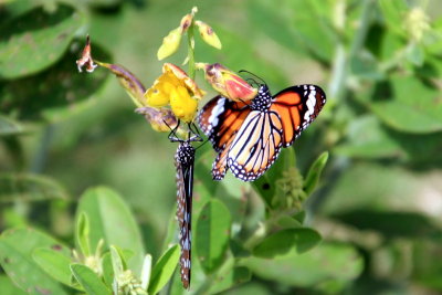 Butterfly Park, Bannerghatta National Park, Karnataka