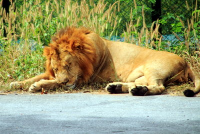 Lion, Bannerghatta National Park, Karnataka