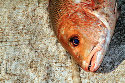 Fresh catch, fish, Fort Kochi, Kerala