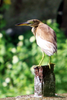 Indian Pond Heron, Fort Kochi, Kerala