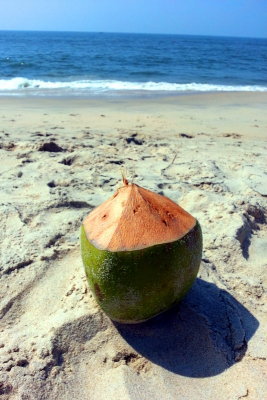 Indian Corona, Coconut water, Marari beach, Mararikulam, Kerala