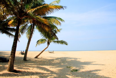 Windy side, coconut trees, Marari beach, Mararikulam, Kerala