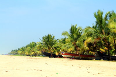 Coconut trees, Marari beach, Mararikulam, Kerala