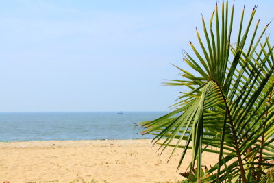 Coconut leaves and the Arabian Sea, Marari beach, Mararikulam, Kerala
