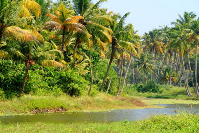 Backwaters, Coconut trees, Marari beach, Mararikulam, Kerala