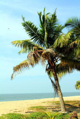 Paradise, coconut trees, Marari beach, Mararikulam, Kerala