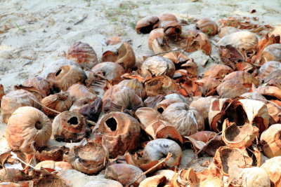 Coconut shells, Marari beach, Mararikulam, Kerala