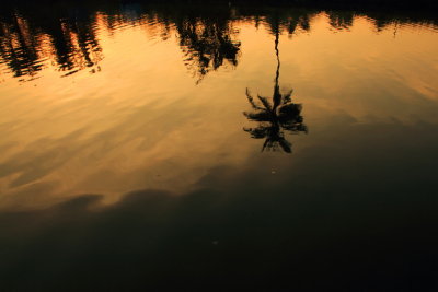 Coconut tree, Sunset, Lake Vembanad, Vayalar, Kerala