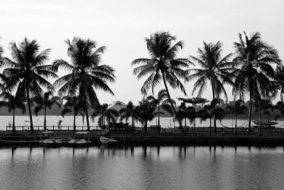 Coconut trees, Lake Vembanad, Vayalar, Kerala