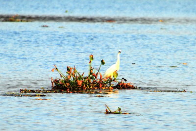 Little Egret, Lake Vembanad, Vayalar, Kerala
