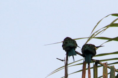 Birds, Vayalar, Kerala