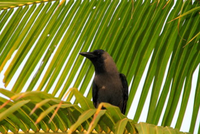 Crow, Vayalar, Kerala