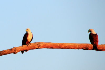 Kites, Vayalar, Kerala