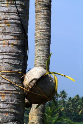 Toddy tapping, Vasundhara Sarovar Premiere, Vayalar, Kerala