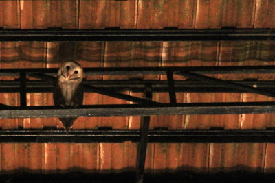 Owl, Vasundhara Sarovar Premiere, Vayalar, Kerala