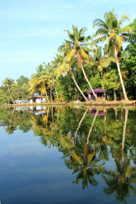 Cocount trees, backwaters, Kumarakom, Kerala